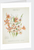 Front cover of Union Castle Line menu from RMS 'Pretoria', depicting South African flowers by unknown