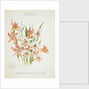 Front cover of Union Castle Line menu from RMS 'Pretoria', depicting South African flowers by unknown