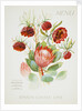 Front cover of Union Castle Line menu from Stirling Castle, depicting South African flowers by unknown