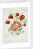 Front cover of Union Castle Line menu from Stirling Castle, depicting South African flowers by unknown
