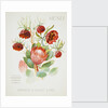 Front cover of Union Castle Line menu from Stirling Castle, depicting South African flowers by unknown