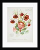 Front cover of Union Castle Line menu from Stirling Castle, depicting South African flowers by unknown
