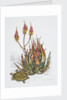 Front cover of Union Castle Line menu, depicting aloe plant and tortoise by Dick Findley
