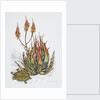 Front cover of Union Castle Line menu, depicting aloe plant and tortoise by Dick Findley