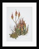 Front cover of Union Castle Line menu, depicting aloe plant and tortoise by Dick Findley