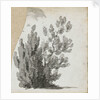 A study of a shrub by Thomas Baxter