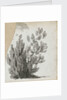 A study of a shrub by Thomas Baxter