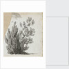 A study of a shrub by Thomas Baxter