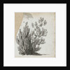 A study of a shrub by Thomas Baxter