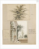 Study of a cedar tree by Thomas Baxter