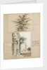 Study of a cedar tree by Thomas Baxter