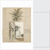 Study of a cedar tree by Thomas Baxter