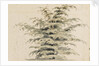 Study of a cedar tree by Thomas Baxter