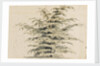 Study of a cedar tree by Thomas Baxter
