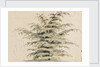 Study of a cedar tree by Thomas Baxter