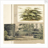 A study of a Cedar tree at Merton by Thomas Baxter