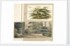 A study of a Cedar tree at Merton by Thomas Baxter