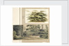 A study of a Cedar tree at Merton by Thomas Baxter