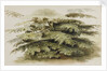 A study of a Cedar tree at Merton by Thomas Baxter