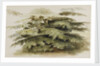 A study of a Cedar tree at Merton by Thomas Baxter