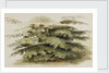 A study of a Cedar tree at Merton by Thomas Baxter