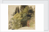 A study of trees in the grounds at Merton Place by Thomas Baxter