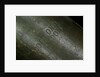 Pocket telescope - draw tube inscription by Dollond