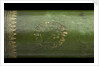 Pocket telescope - draw tube inscription by Hamel