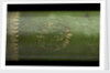 Pocket telescope - draw tube inscription by Hamel