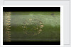 Pocket telescope - draw tube inscription by Hamel