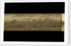 Walking stick telescope - inscription by Thomas Harris & Son