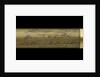 Walking stick telescope - inscription by Thomas Harris & Son