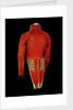 Coatee - back, Royal Marines uniform: pattern 1830 by unknown