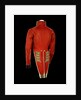 Coatee - back, Royal Marines uniform: pattern 1830 by unknown
