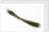 Bristles by unknown