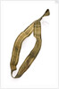 Ribbon by unknown