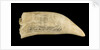 Whale tooth by unknown