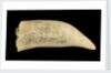 Whale tooth by unknown