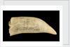 Whale tooth by unknown