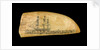 Whale tooth by unknown
