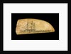 Whale tooth by unknown