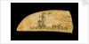 Whale tooth by unknown