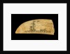 Whale tooth by unknown
