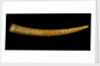 Powder horn by unknown