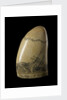 Whale tooth by unknown