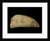 Whale tooth by Unknown