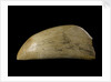 Whale tooth by unknown