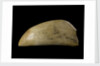 Whale tooth by unknown