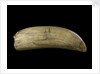 Whale tooth by unknown