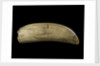 Whale tooth by unknown